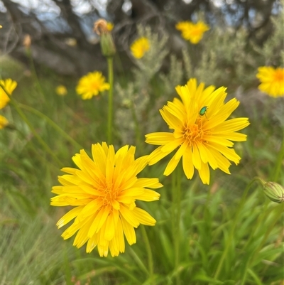 Murnong / Yam Daisy (Microseris walteri).
