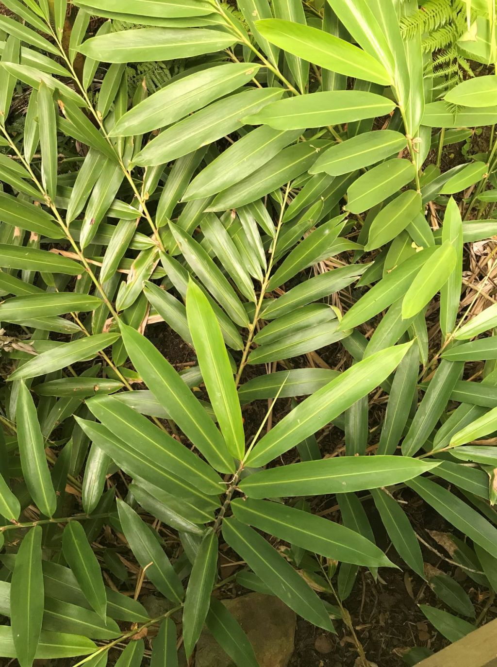 Native Ginger (Alpinia caerulea).