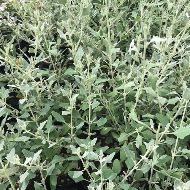 Creeping Saltbush (Rhagodia spinescens).