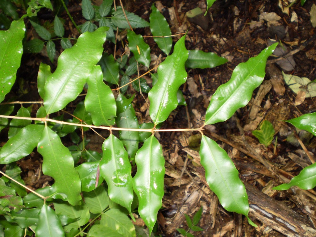 Anise Myrtle (Syzygium anisatum), showing glossy aromatic leaves.