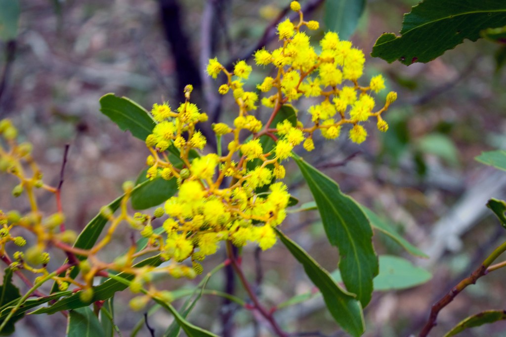 Golden Wattle, Acacia pycnantha, with yellow flower heads and green foliage.