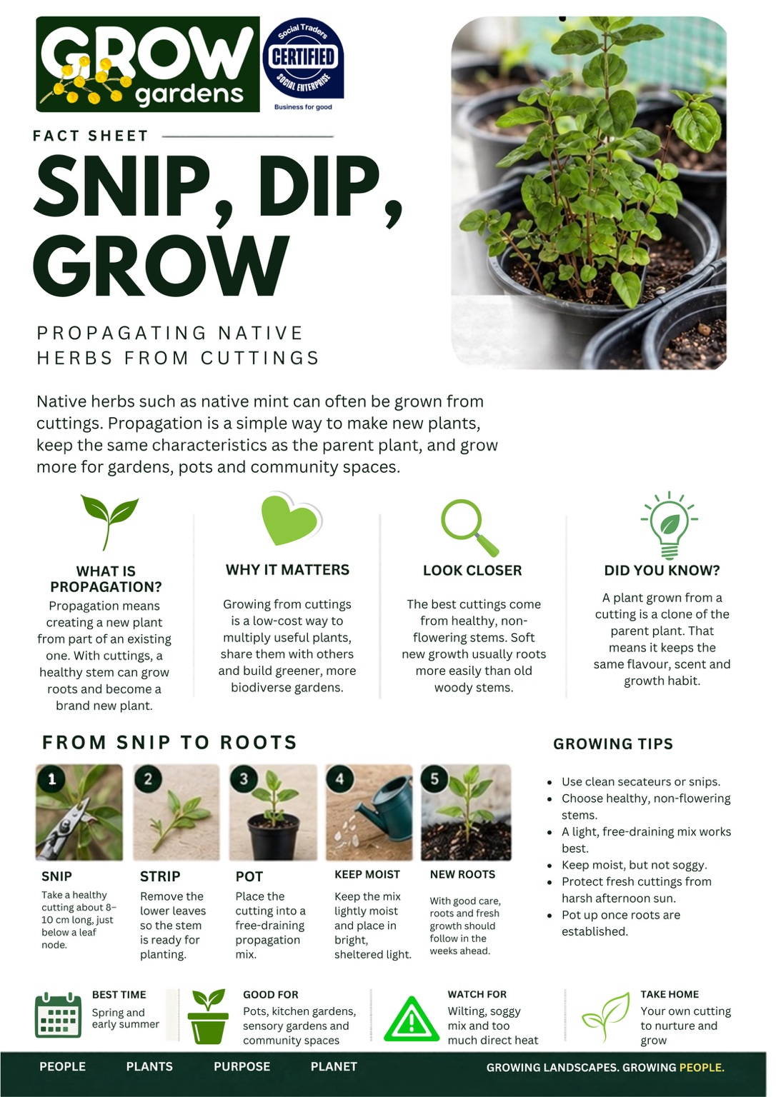 Snip, Dip, Grow fact sheet: how to propagate native herbs from cuttings, with five steps and growing tips.