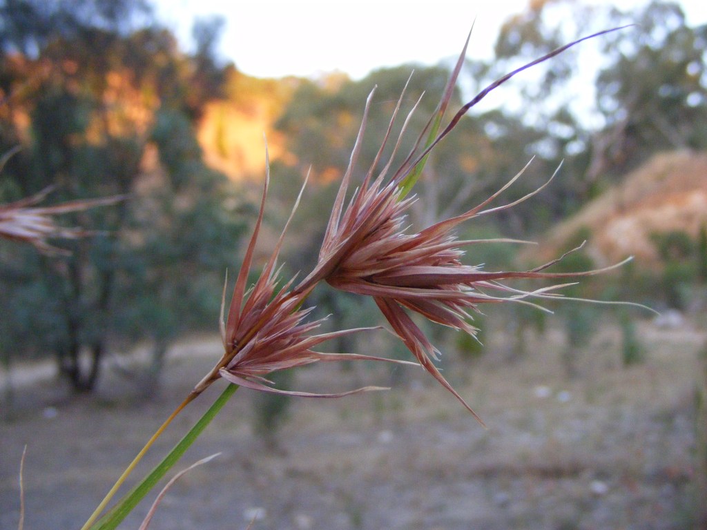 Kangaroo Grass, Themeda triandra, with distinctive reddish-brown seed heads.