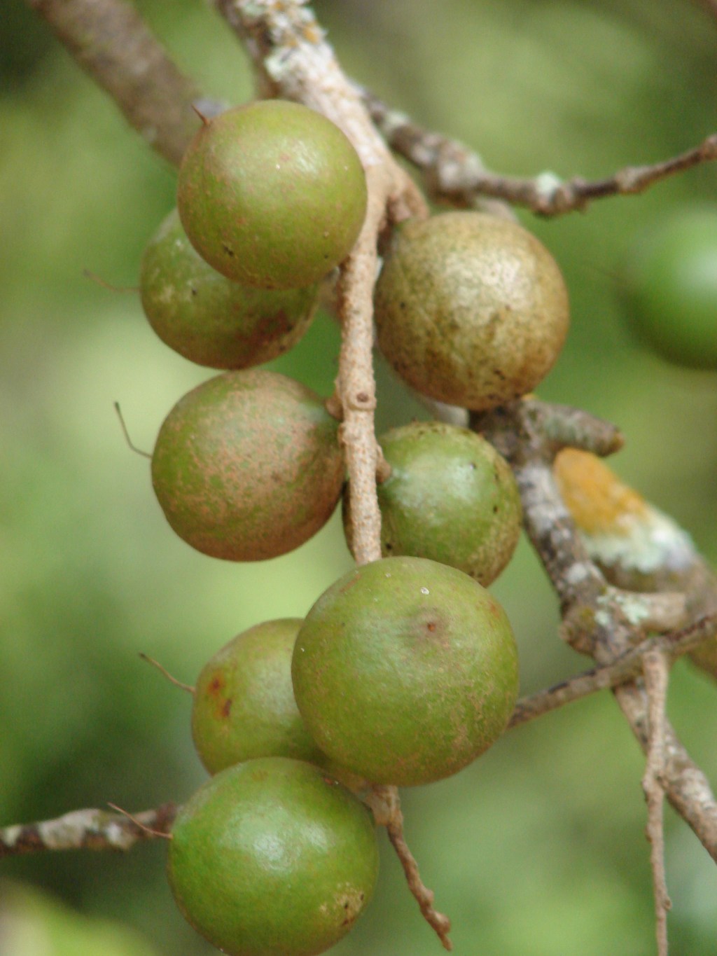 Developing macadamia nuts on Macadamia integrifolia. Species photograph, not cultivar-specific.