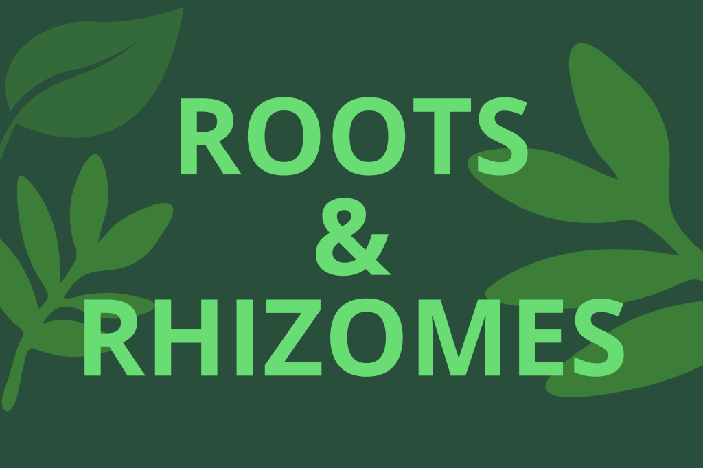 Roots & Rhizomes: green botanical illustration for the Native Food Forest planting zone.