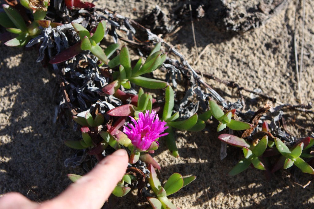 Native Pig Face, Carpobrotus rossii, with succulent leaves and pink flowers.