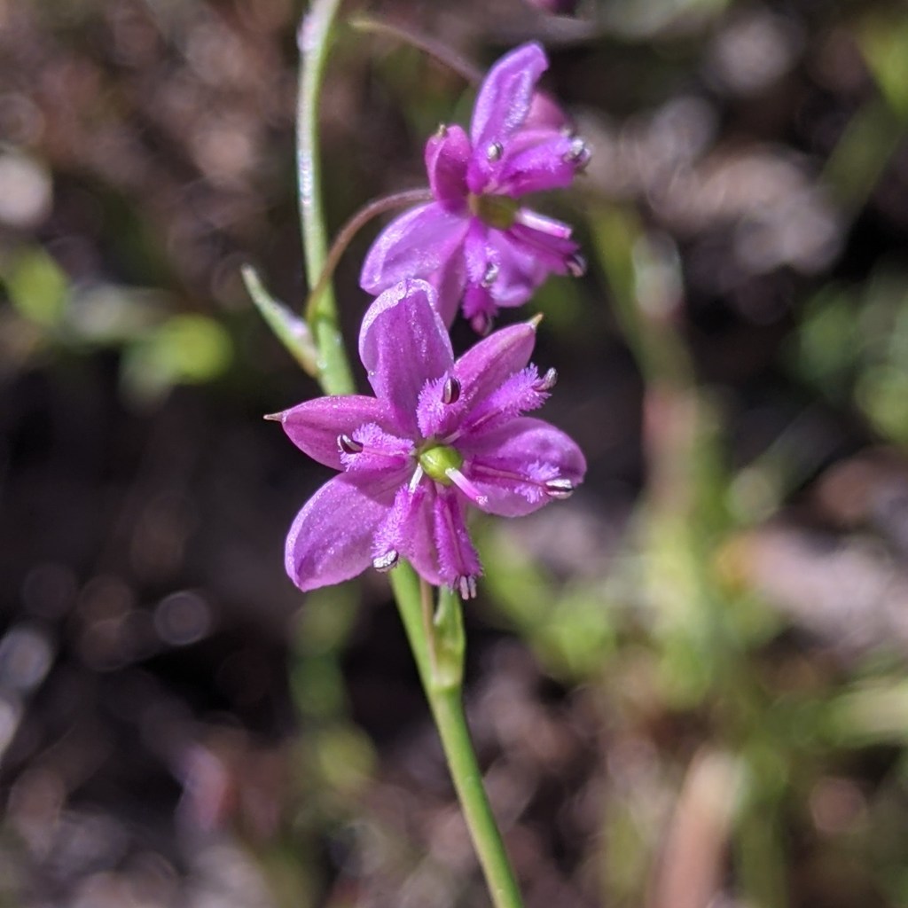 Small Vanilla-Lily (Arthropodium minus), with mauve flowers.