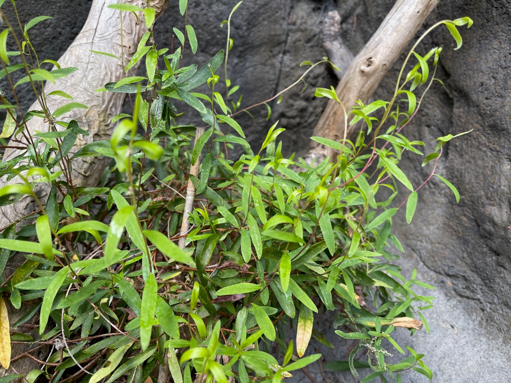 Sweet Apple-Berry (Billardiera cymosa), a native climbing plant.